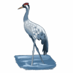 Grue