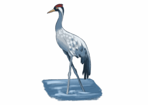 Grue