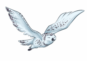 Harfang des neiges