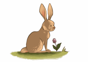 Lapin