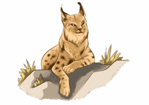 Lynx sur un rocher