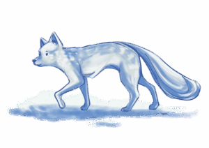 Renard_polaire