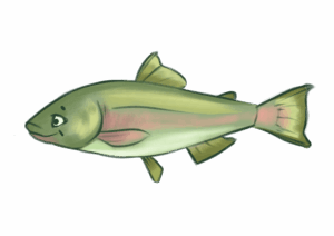 Saumon