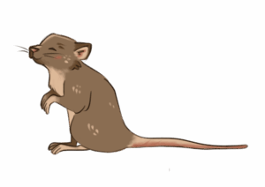 Souris